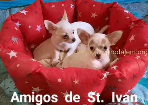 Mikro čivava i čivava standardne velicine - 3/6