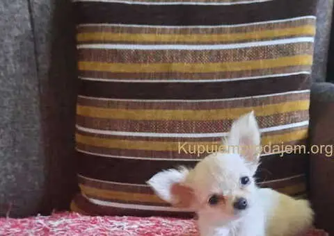 Mikro čivava i čivava standardne velicine - 4/6