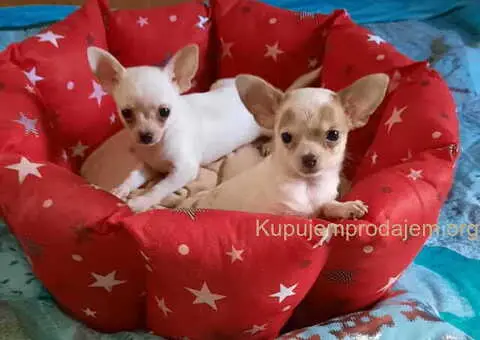 Mikro čivava i čivava standardne velicine - 6/6