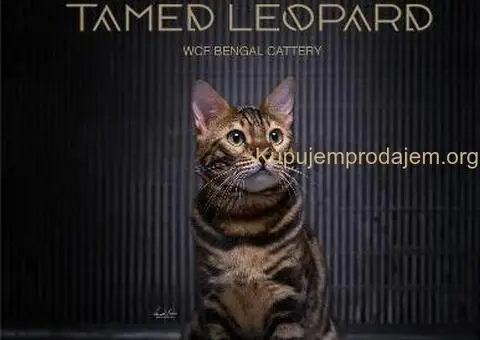 Bengalska macka Bengalski macici - 1/12