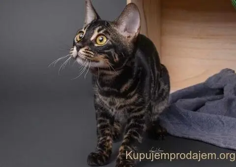 Bengalska macka Bengalski macici - 2/12