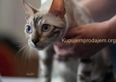 Bengalska macka Bengalski macici - 3/12