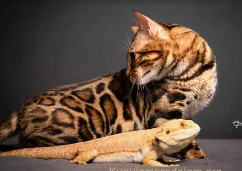 Bengalska macka Bengalski macici - 4/12