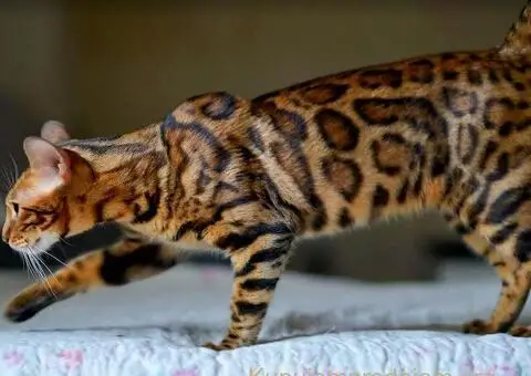 Bengalska macka Bengalski macici - 5/12