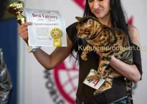 Bengalska macka Bengalski macici - 6/12