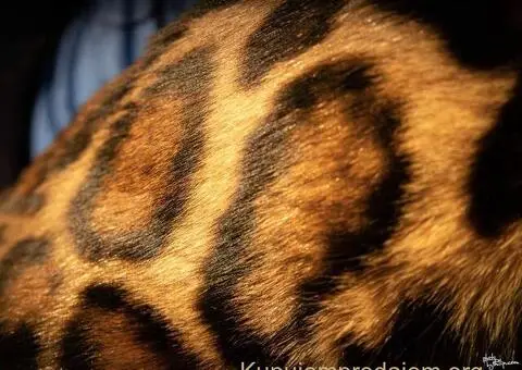 Bengalska macka Bengalski macici - 7/12