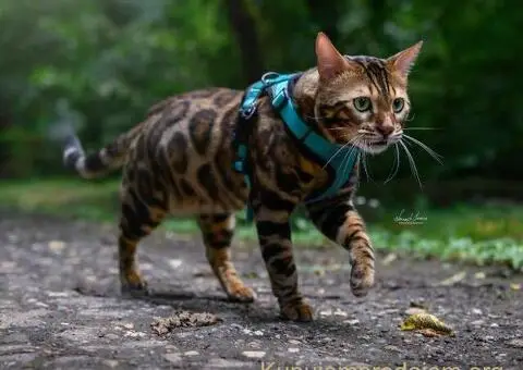 Bengalska macka Bengalski macici - 8/12