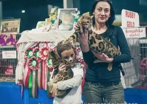 Bengalska macka Bengalski macici - 9/12