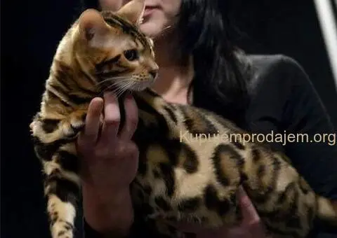 Bengalska macka Bengalski macici - 10/12