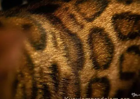 Bengalska macka Bengalski macici - 11/12