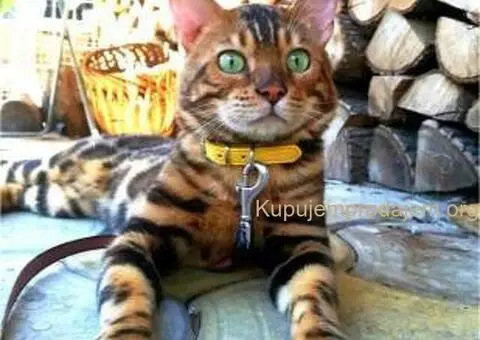 Bengalska macka Bengalski macici - 12/12