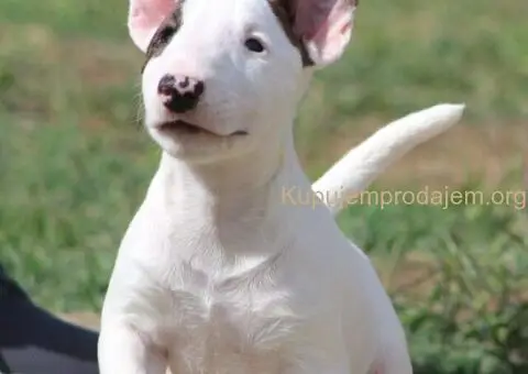 Mini Bull Terijer štenci - 1/12