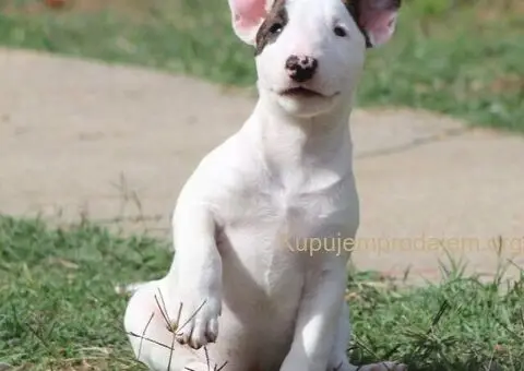 Mini Bull Terijer štenci - 2/12