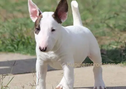 Mini Bull Terijer štenci - 4/12