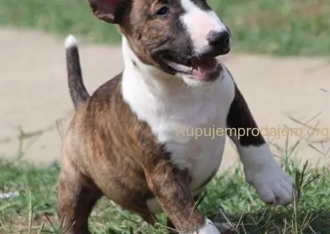 Mini Bull Terijer štenci - 8/12
