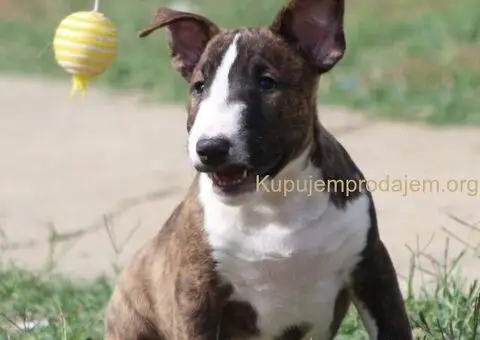 Mini Bull Terijer štenci - 9/12