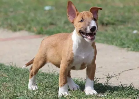 Mini Bull Terijer štenci - 10/12