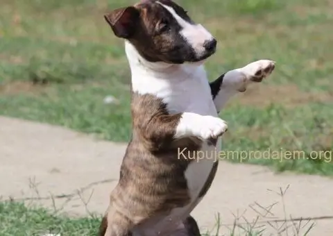 Mini Bull Terijer štenci - 11/12