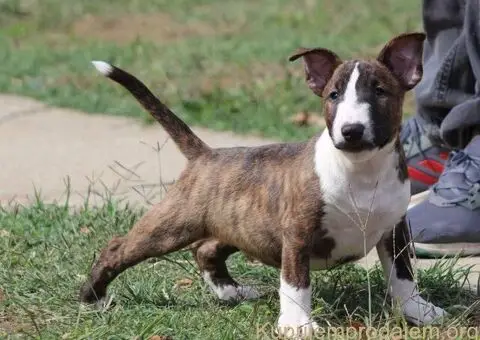 Mini Bull Terijer štenci - 12/12