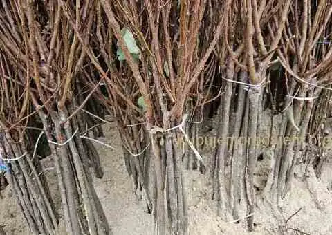 Sadnice Voća - Najbolji Izbor za Vaš Voćnjak! - 1/5