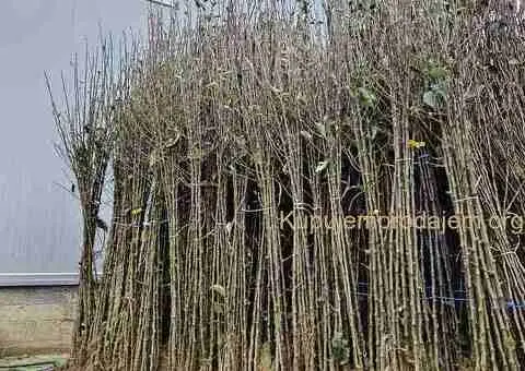 Sadnice Voća - Najbolji Izbor za Vaš Voćnjak! - 2/5