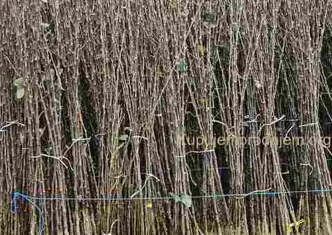 Sadnice Voća - Najbolji Izbor za Vaš Voćnjak! - 3/5