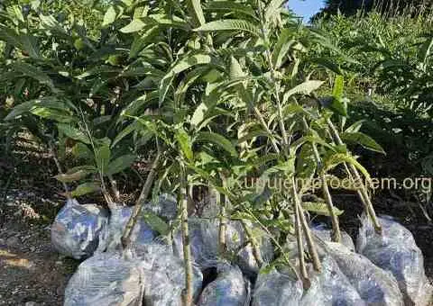 Sadnice Voća - Najbolji Izbor za Vaš Voćnjak! - 4/5