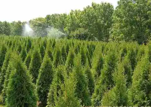 Sadnice Voća - Najbolji Izbor za Vaš Voćnjak! - 5/5