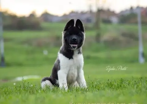 Američka Akita štenci - 1/9