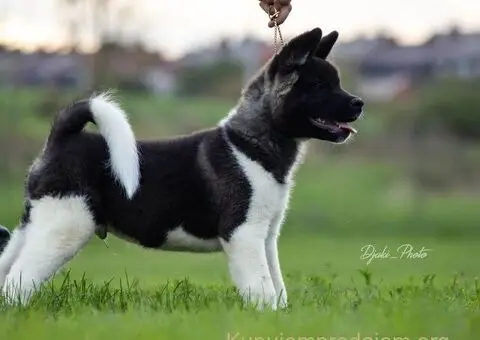 Američka Akita štenci - 2/9