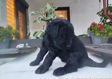 Muško štene CRNOG RUSKOG TERIJERA - 1/5