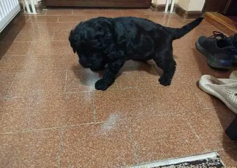 Muško štene CRNOG RUSKOG TERIJERA - 2/5