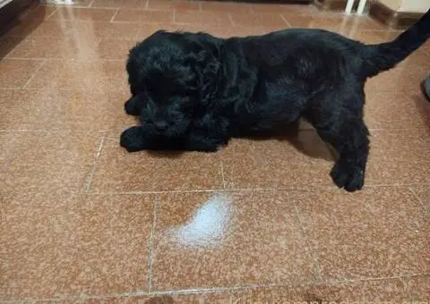 Muško štene CRNOG RUSKOG TERIJERA - 3/5