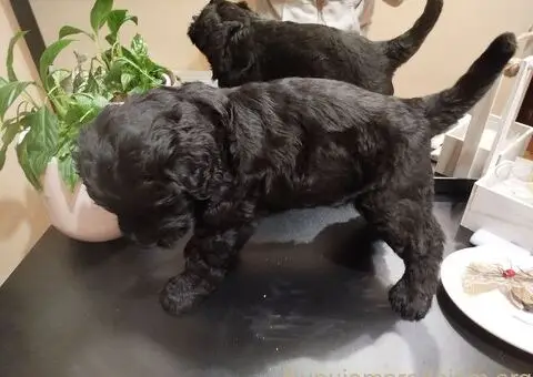 Muško štene CRNOG RUSKOG TERIJERA - 4/5