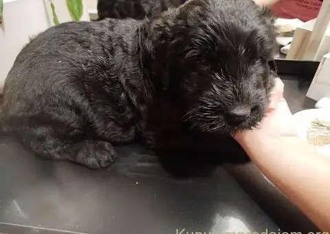 Muško štene CRNOG RUSKOG TERIJERA - 5/5