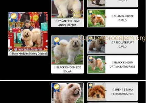 Prelepo žensko štene CHOW CHOW  krem boje - 1/8