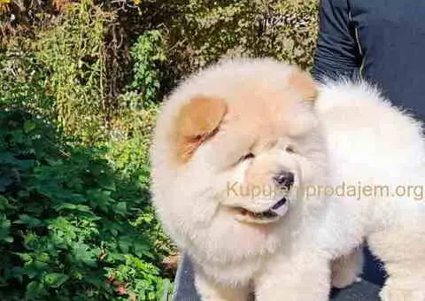 Prelepo žensko štene CHOW CHOW  krem boje - 2/8