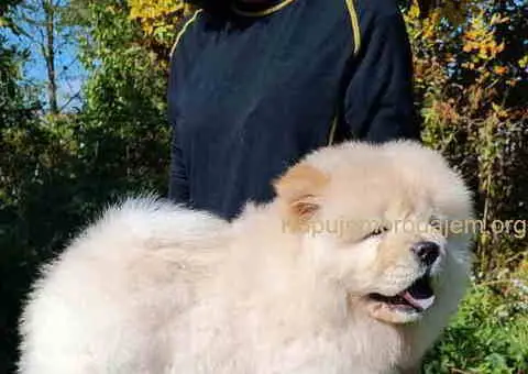 Prelepo žensko štene CHOW CHOW  krem boje - 3/8