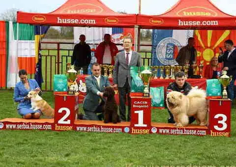 Prelepo žensko štene CHOW CHOW  krem boje - 4/8