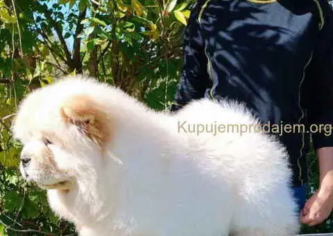 Prelepo žensko štene CHOW CHOW  krem boje - 5/8