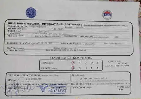 Prelepo žensko štene CHOW CHOW  krem boje - 6/8