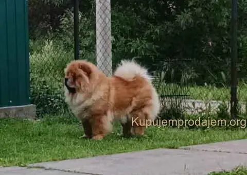 Prelepo žensko štene CHOW CHOW  krem boje - 7/8