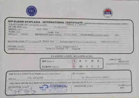 Prelepo žensko štene CHOW CHOW  krem boje - 8/8