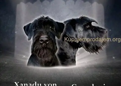 Veliki Crni Snaucer - 1/5