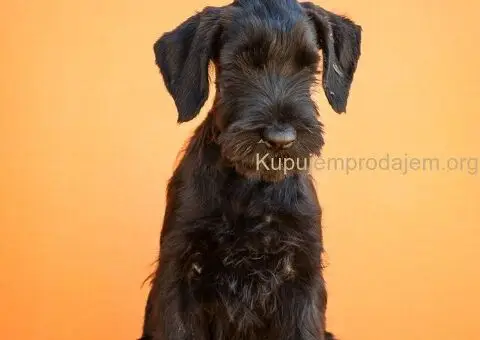 Veliki Crni Snaucer - 2/5