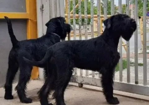 Veliki Crni Snaucer - 3/5