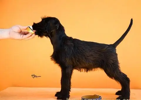 Veliki Crni Snaucer - 5/5