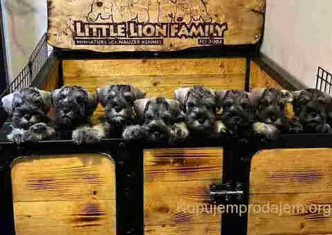 Odgajivacnica PATULJASTIH SNAUCERA Biber so - 3/6