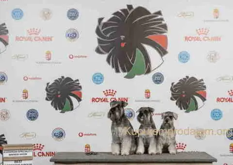 Odgajivacnica PATULJASTIH SNAUCERA Biber so - 5/6