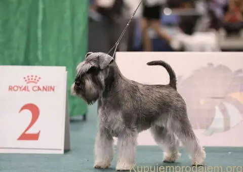 Odgajivacnica PATULJASTIH SNAUCERA Biber so - 6/6